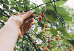 Cultivar uma pitangueira em vaso