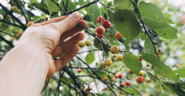 Cultivar uma pitangueira em vaso