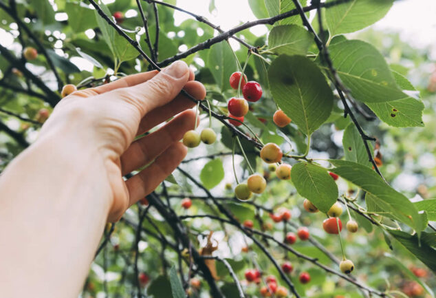 Cultivar uma pitangueira em vaso