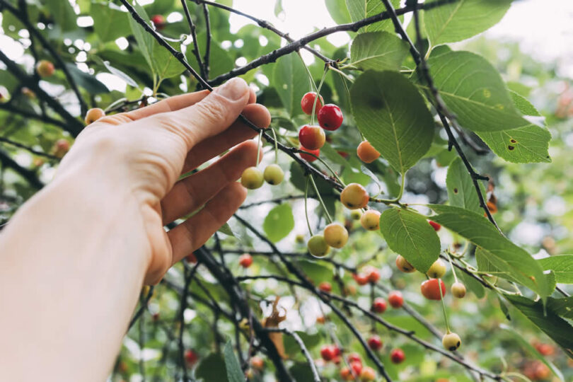 Cultivar uma pitangueira em vaso