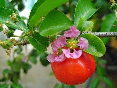 Frutificação e colheita da acerola