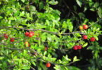 plantar pé de acerola em vaso