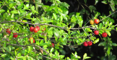 plantar pé de acerola em vaso