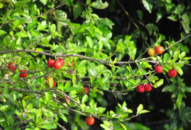 plantar pé de acerola em vaso
