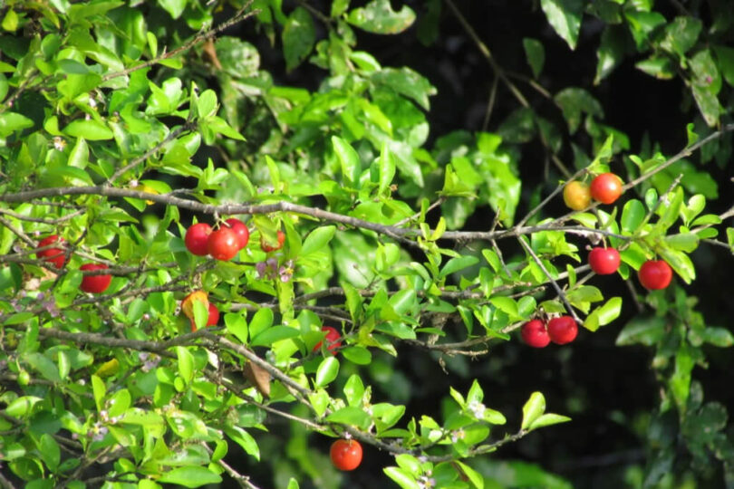 plantar pé de acerola em vaso