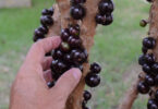 plantio de jabuticaba híbrida no vaso