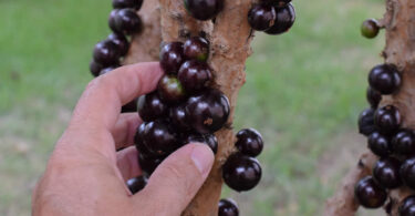 plantio de jabuticaba híbrida no vaso