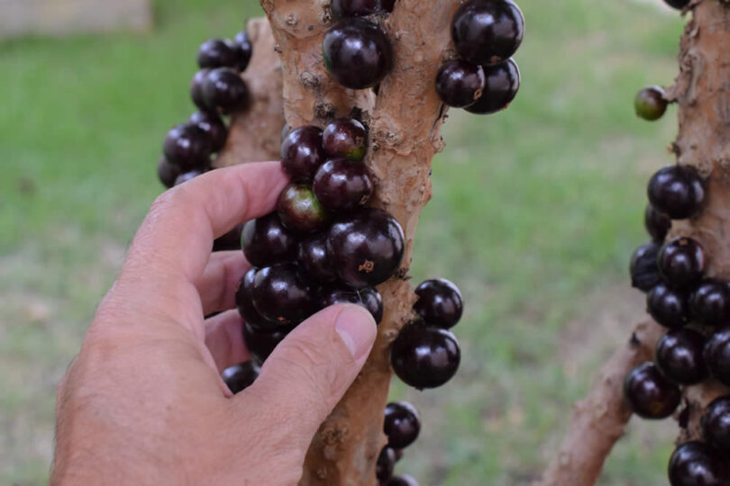 plantio de jabuticaba híbrida no vaso